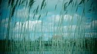Through the reeds