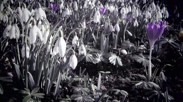 Bluebells